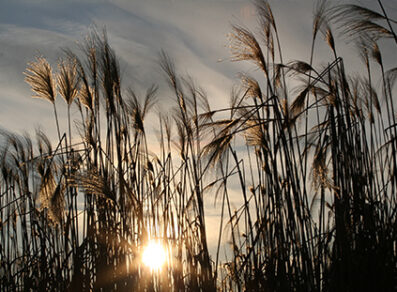 nirvana-column3 nirvana-column3